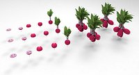radish
