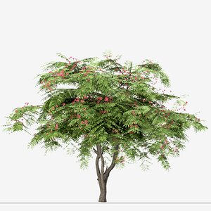 Set of Persian Silk or Albizia julibrissin Trees - 3 Trees