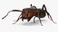 Realistic Red Ant