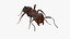 Realistic Red Ant 3D model