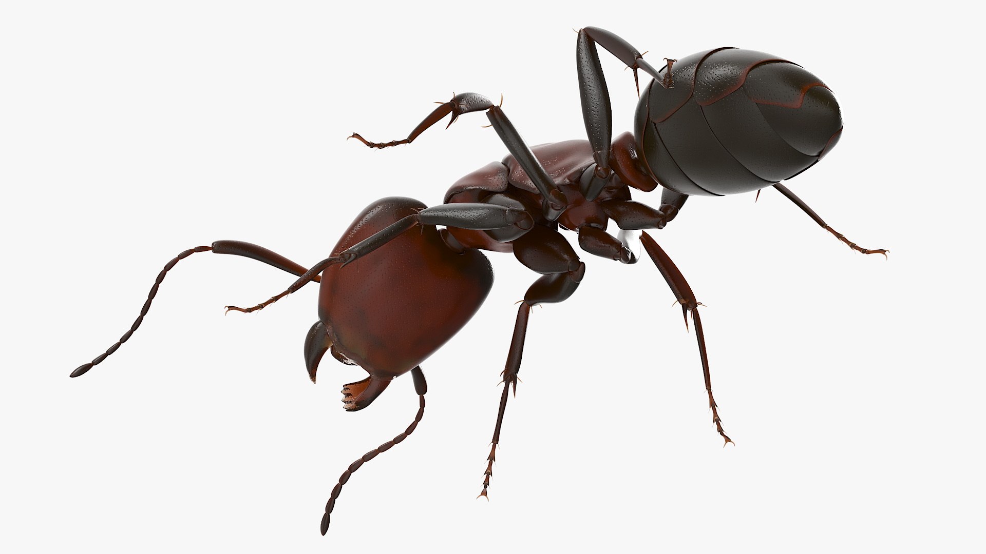 Realistic Red Ant 3D model https://p.turbosquid.com/ts-thumb/8f/PoT9dN/gd/realistic_red_ant_008/jpg/1735111278/1920x1080/fit_q87/4ead776c91ecd4fb4a738831d39fa8f2589edad5/realistic_red_ant_008.jpg