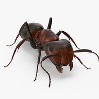 Realistic Red Ant