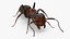 Realistic Red Ant