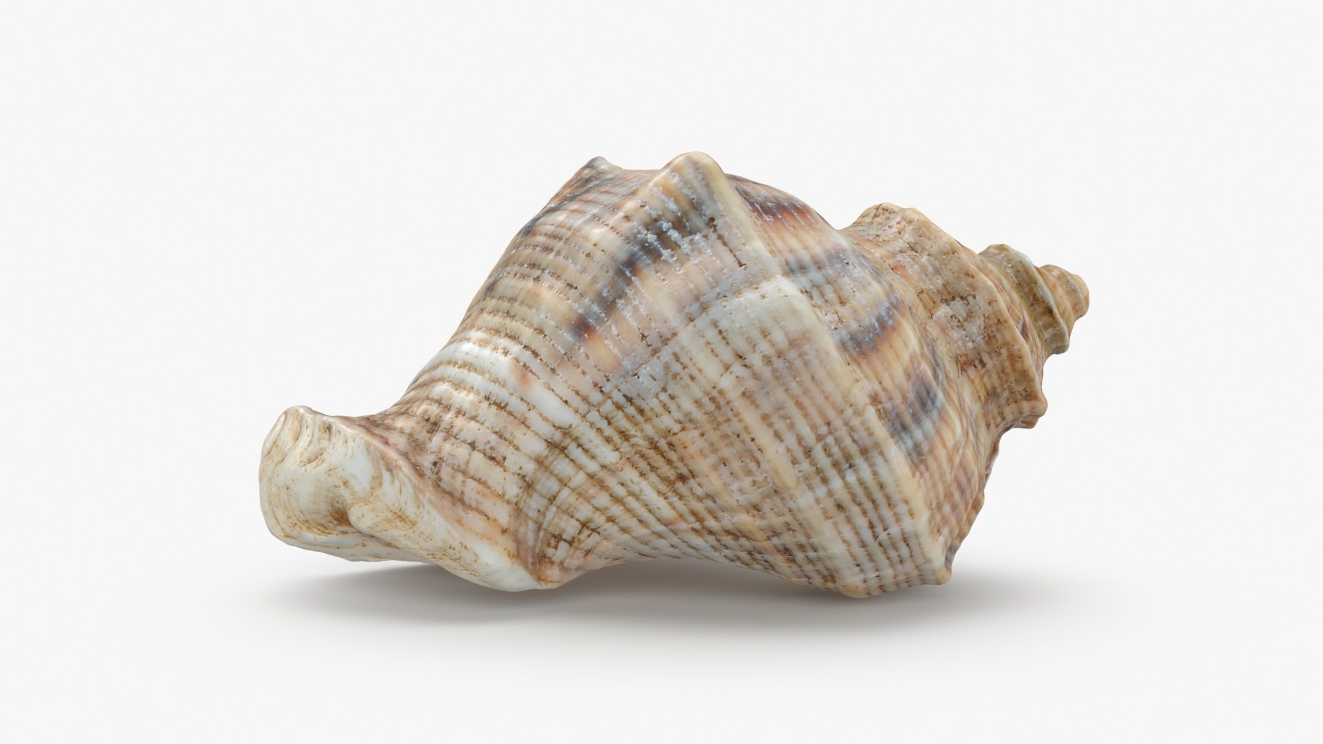 3D Seashells Collection 3 model https://p.turbosquid.com/ts-thumb/8f/ihlFzI/AT/cockleshell_a0001/jpg/1697219217/1920x1080/fit_q87/c2718bff27b7f4957f6d6e7cf0a135e3ea6bab3e/cockleshell_a0001.jpg