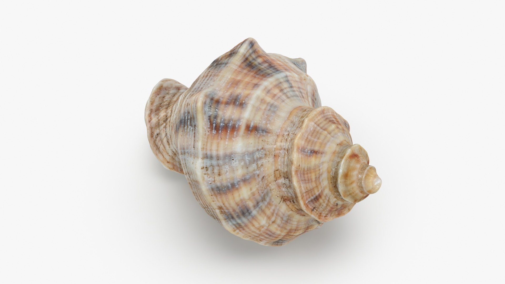 3D Cockleshell - TurboSquid 2138290
