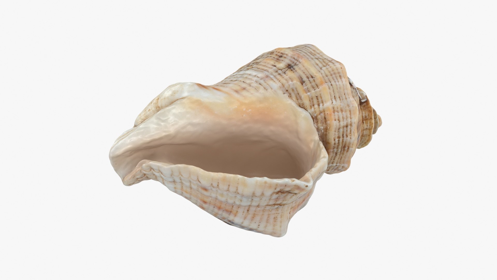 3D Cockleshell https://p.turbosquid.com/ts-thumb/8f/ihlFzI/If/cockleshell_b0020/jpg/1697219050/1920x1080/fit_q87/f4fc898a5d3c87a46c69f1771db597cf6fc2c22a/cockleshell_b0020.jpg