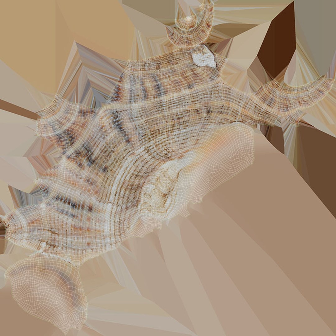 3D Cockleshell https://p.turbosquid.com/ts-thumb/8f/ihlFzI/Vv/cockleshell_d0004/jpg/1697219050/1920x1080/fit_q87/be15ff6cceb3de9e24a22fccf9e940894664d6d1/cockleshell_d0004.jpg