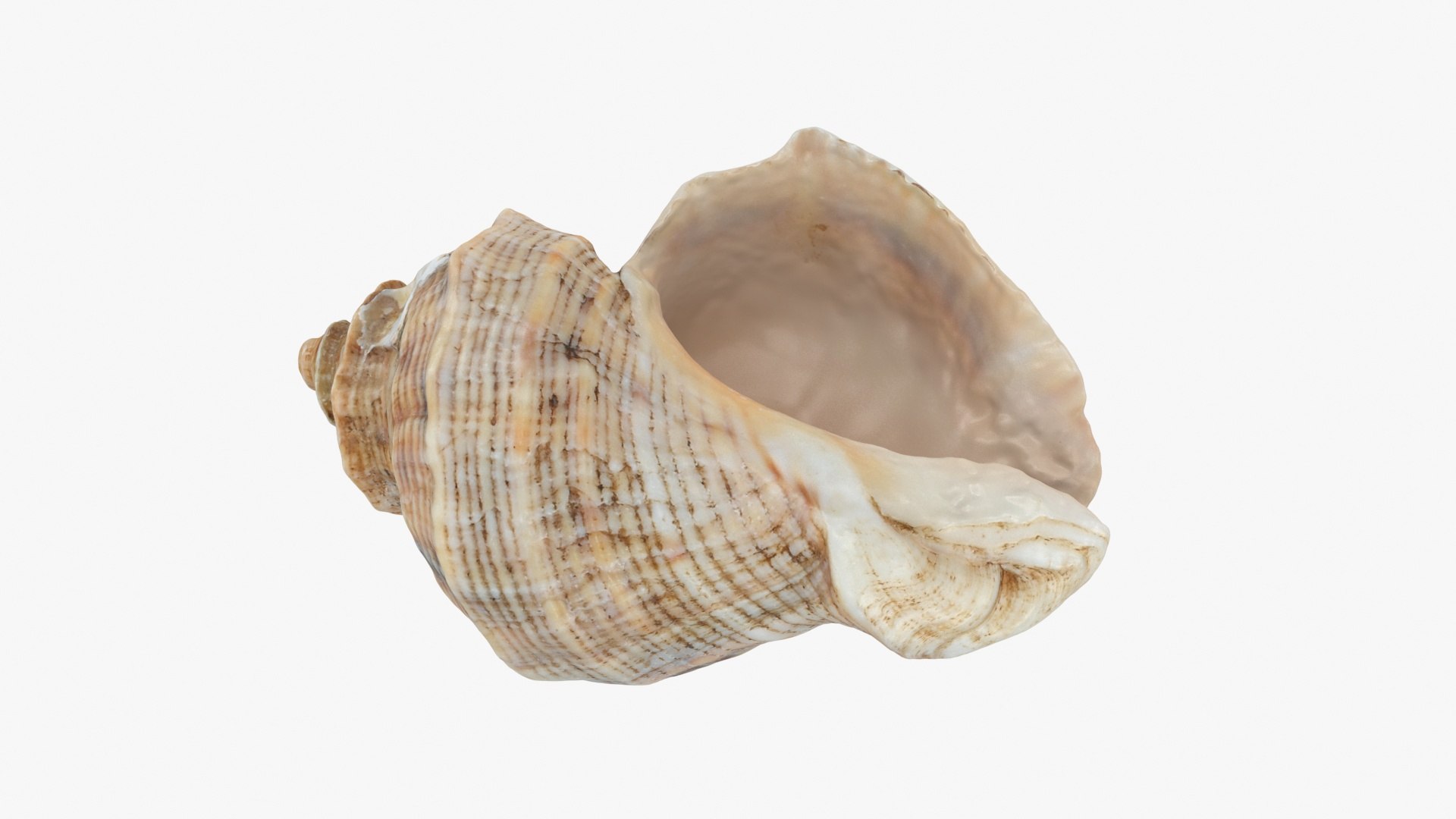 3D Cockleshell https://p.turbosquid.com/ts-thumb/8f/ihlFzI/eo/cockleshell_b0018/jpg/1697219049/1920x1080/fit_q87/8c232f0de09a4dfd0d511a0900e2c26d97b71b8a/cockleshell_b0018.jpg