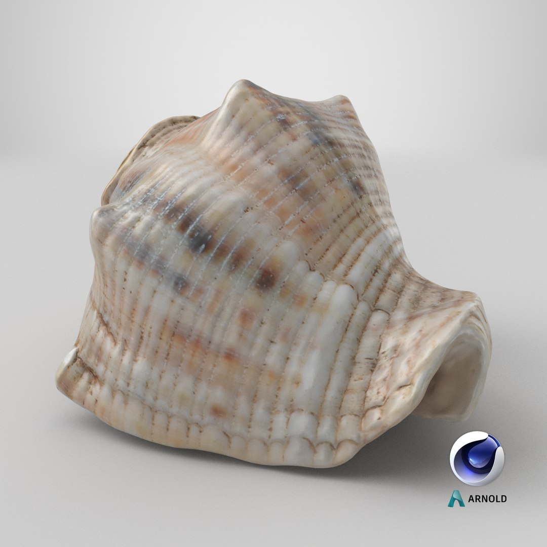 3D Cockleshell https://p.turbosquid.com/ts-thumb/8f/ihlFzI/k4/stemcell_cinema_4d_arnold_render/png/1698827429/1920x1080/fit_q87/d95d2d214ef5ae5f416300e494076ed68c19b6ce/stemcell_cinema_4d_arnold_render.jpg