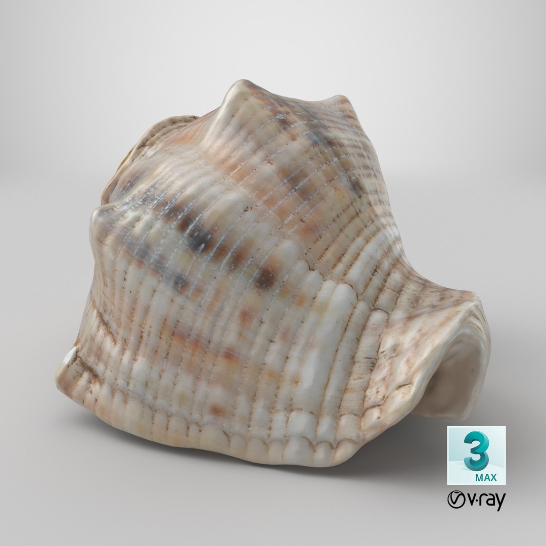 3D Cockleshell https://p.turbosquid.com/ts-thumb/8f/ihlFzI/kB/stemcell_max_vray_render/png/1698827422/1920x1080/fit_q87/9545b7535c0149f0cf5b22f994e2a6af2d1a6207/stemcell_max_vray_render.jpg