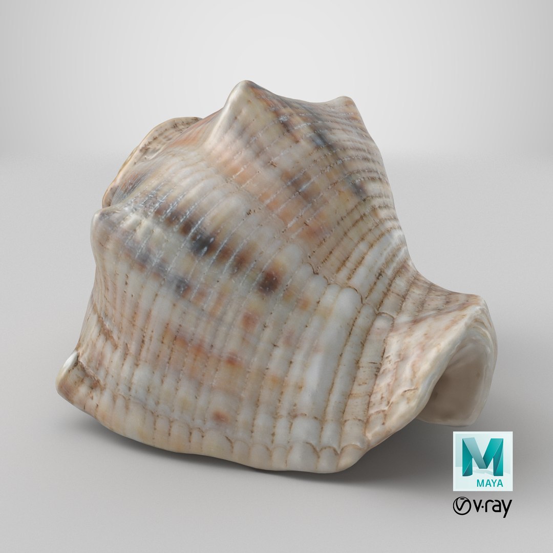 3D Cockleshell https://p.turbosquid.com/ts-thumb/8f/ihlFzI/lX/stemcell_maya_vray_render/png/1698827433/1920x1080/fit_q87/1bf6e9b223cb6fc0a5048445f881208f23872bc2/stemcell_maya_vray_render.jpg
