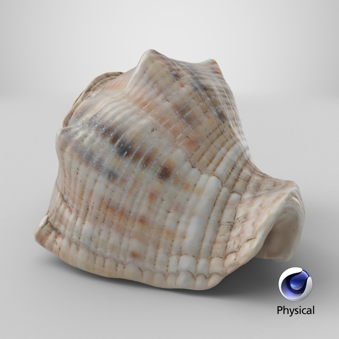 3D Cockleshell https://p.turbosquid.com/ts-thumb/8f/ihlFzI/r6/stemcell_cinema_4d_physical_render/png/1698827431/1920x1080/fit_q87/1d56754130993668fbc0d160b254b264a25ca356/stemcell_cinema_4d_physical_render.jpg