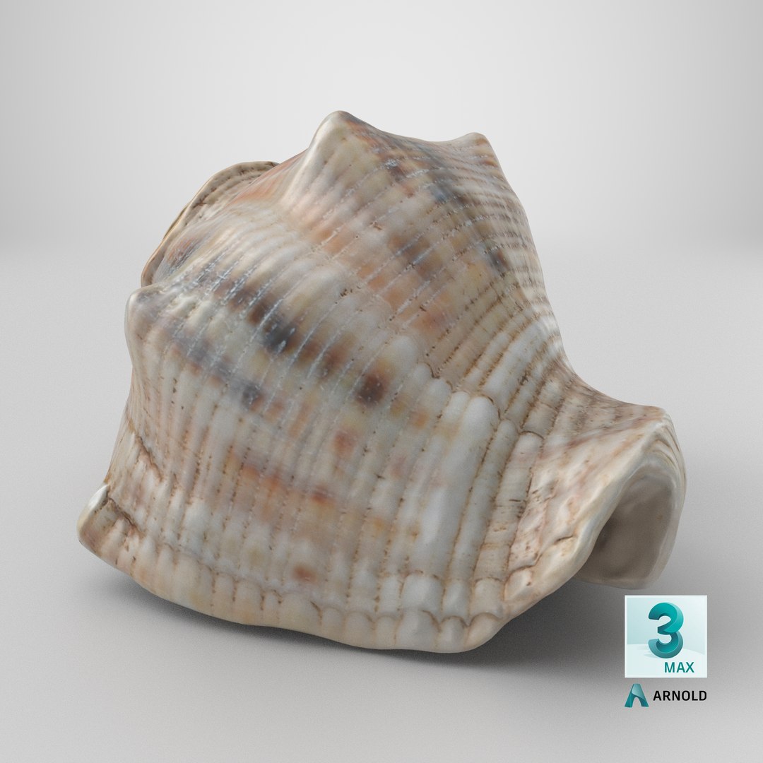 3D Cockleshell https://p.turbosquid.com/ts-thumb/8f/ihlFzI/w6/stemcell_max_arnold_render/png/1698827424/1920x1080/fit_q87/9aa1d3186fe42a1a2007e9994f00dcc66824f985/stemcell_max_arnold_render.jpg