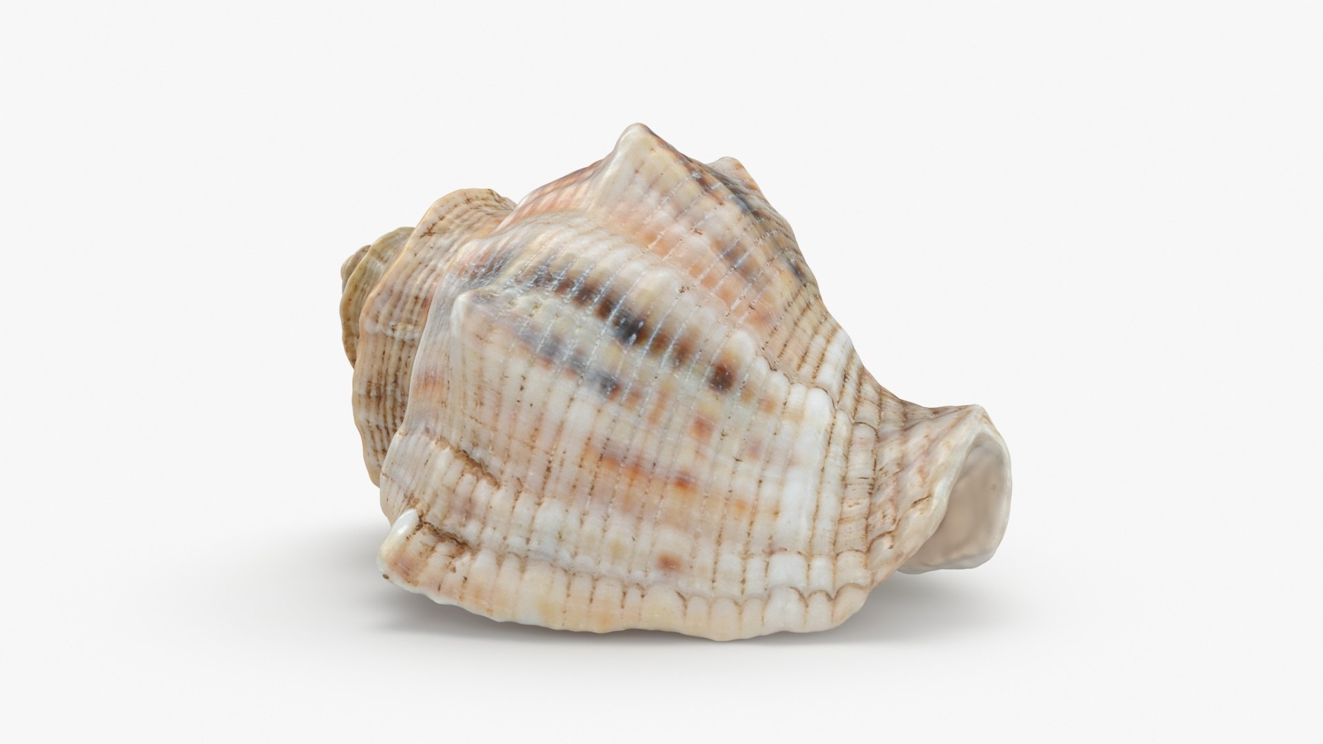 3D Cockleshell https://p.turbosquid.com/ts-thumb/8f/ihlFzI/yZ/cockleshell_b0010/jpg/1697219047/1920x1080/fit_q87/cec9e4be7ce802ab0a1ba8c4eb14e3708a7b31ed/cockleshell_b0010.jpg