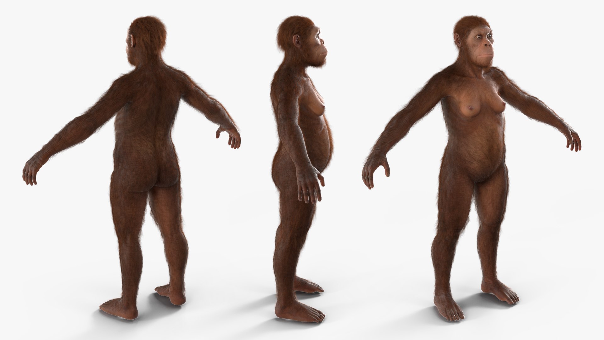 3D Life-Size Model of Prehistoric Hominin Female Fur for Maya model https://p.turbosquid.com/ts-thumb/8f/kzMGFD/i4/lifesize_model_of_prehistoric_hominin_female_fur_005/jpg/1760030419/1920x1080/fit_q87/de0fac9b2338a0896660e322d3c58065004d07a3/lifesize_model_of_prehistoric_hominin_female_fur_005.jpg