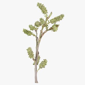 3D model Salix Caprea Pussy Willow Salicaceae Sprout Remastered