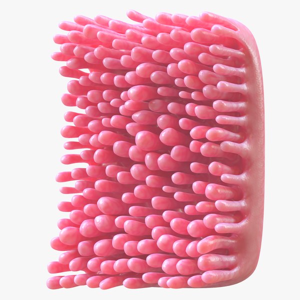 modelo 3d Intestinal villi Animation - TurboSquid 2054148