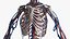 3D Skeletal and Circulatory System Rigged for Maya