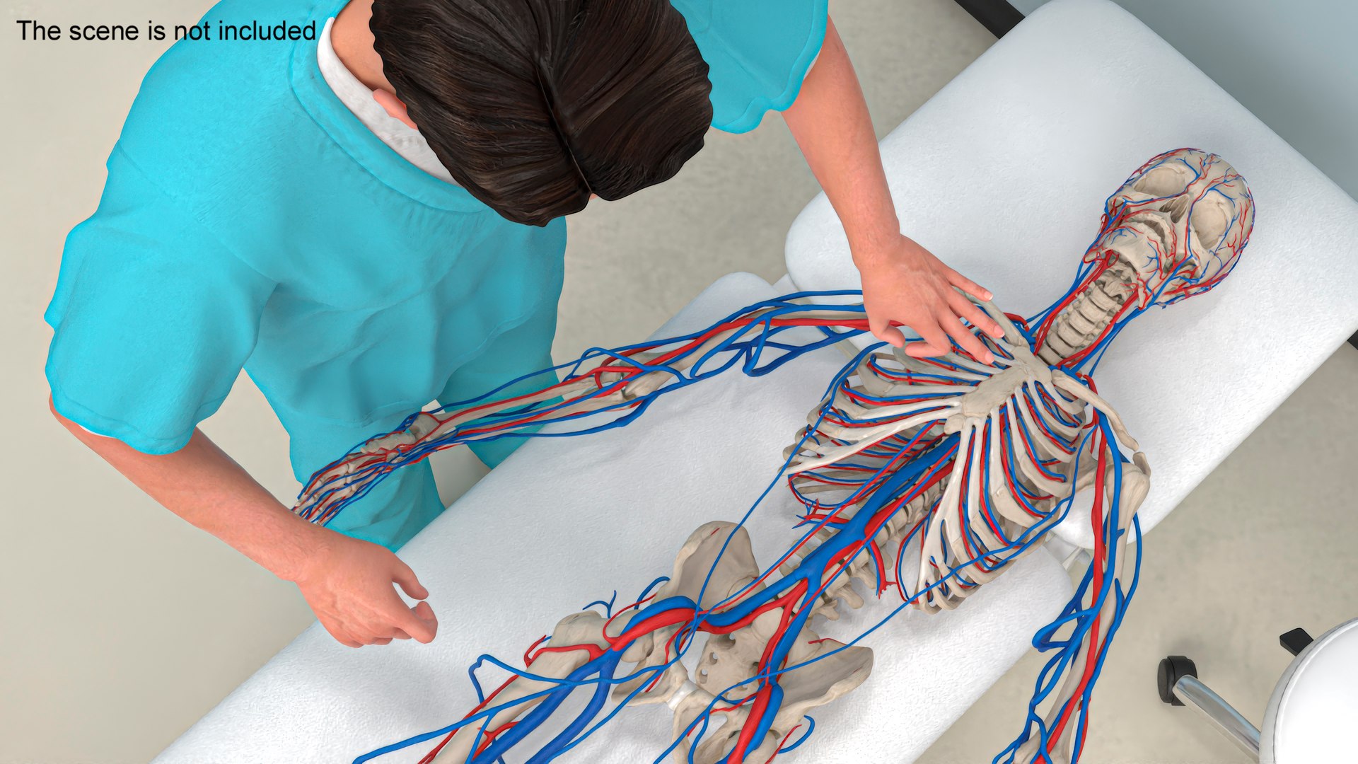 3D Skeletal and Circulatory System Rigged for Maya https://p.turbosquid.com/ts-thumb/8f/r5dbzW/H8/skeletal_and_circulatory_system_rigged_002/jpg/1763354573/1920x1080/fit_q87/0998036284053fa306db35e080bdecb1cd31aeb6/skeletal_and_circulatory_system_rigged_002.jpg