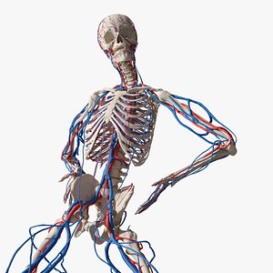 3D Skeletal and Circulatory System Rigged for Maya