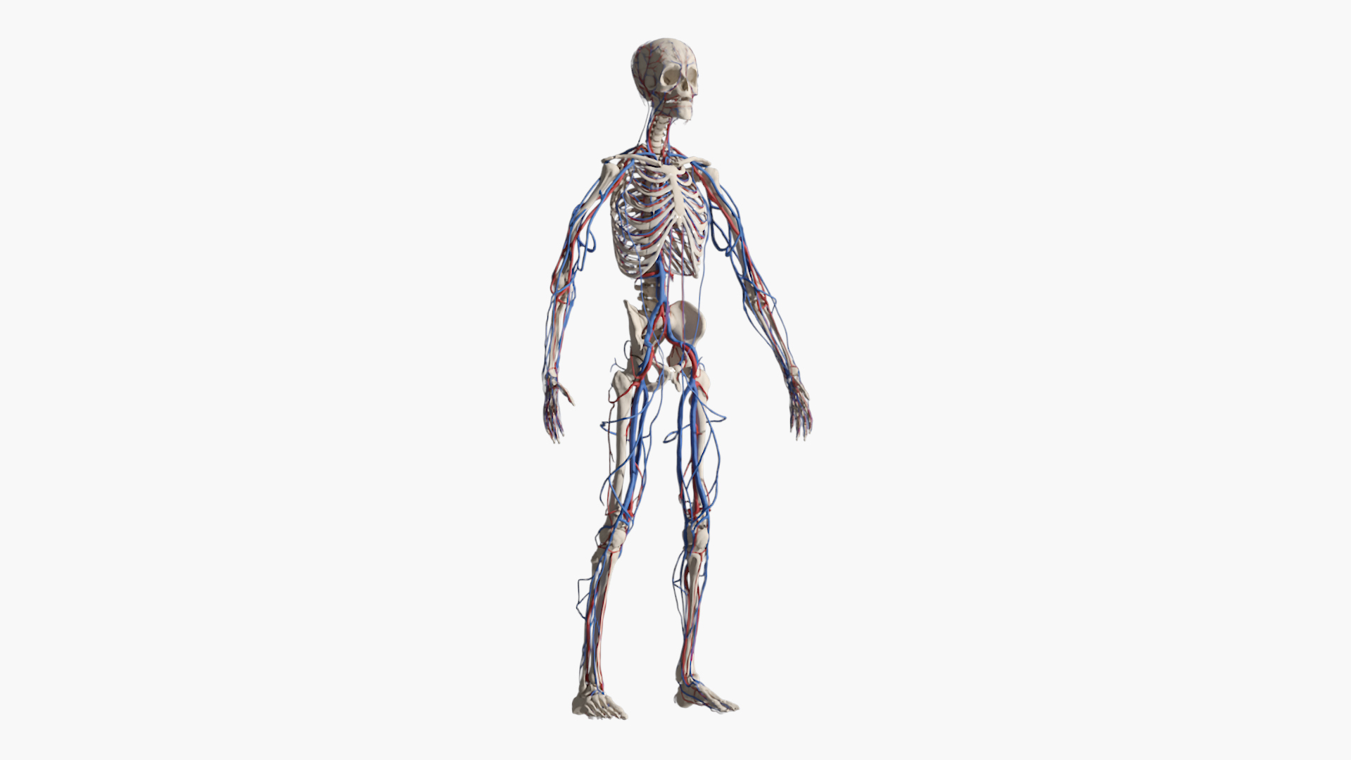 3D Skeletal and Circulatory System Rigged for Maya https://p.turbosquid.com/ts-thumb/8f/r5dbzW/ji/skeletal_and_circulatory_system_rigged_360/jpg/1763354576/1920x1080/turn_fit_q99/0f49319a5138e1e4f8c1ed637a4504eddefe0f29/skeletal_and_circulatory_system_rigged_360-1.jpg
