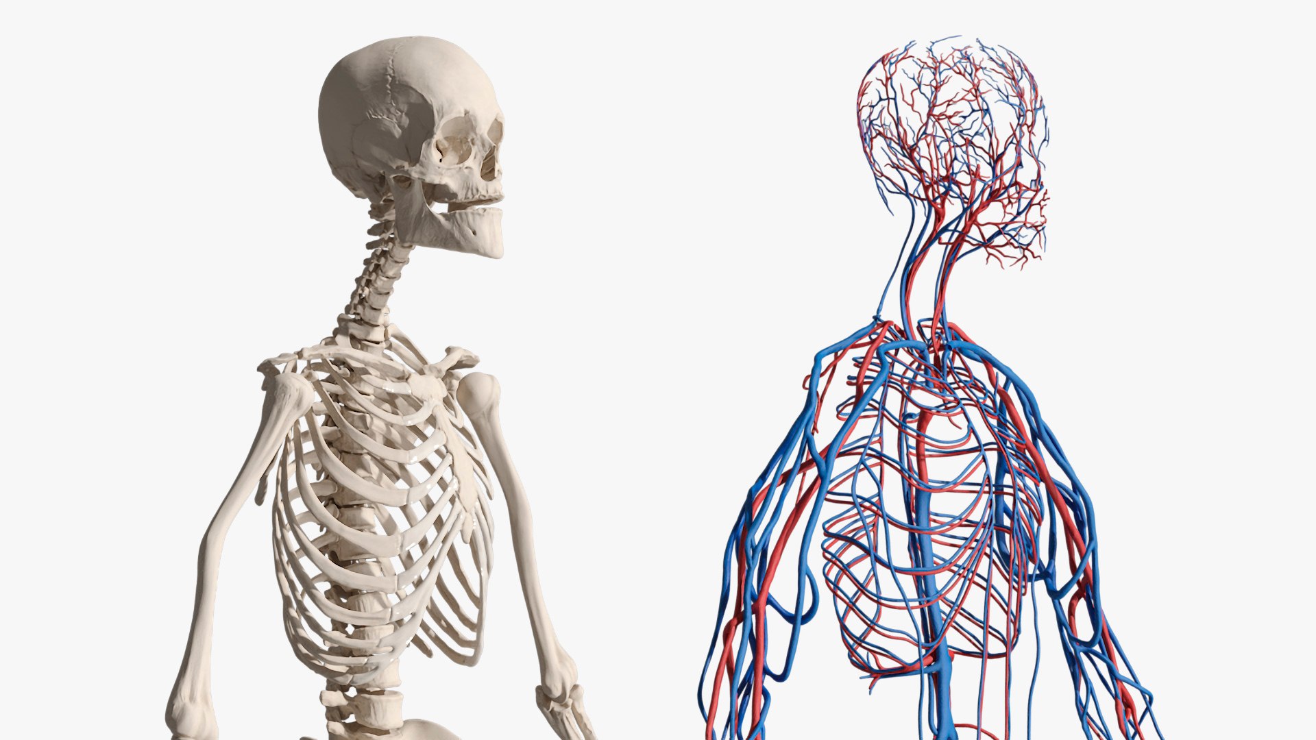 3D Skeletal and Circulatory System Rigged for Maya https://p.turbosquid.com/ts-thumb/8f/r5dbzW/vk/skeletal_and_circulatory_system_rigged_014/jpg/1763354834/1920x1080/fit_q87/bad5e9d316c8490f9fdcded60a224c8bc3e00d30/skeletal_and_circulatory_system_rigged_014.jpg