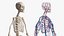 3D Skeletal and Circulatory System Rigged for Maya
