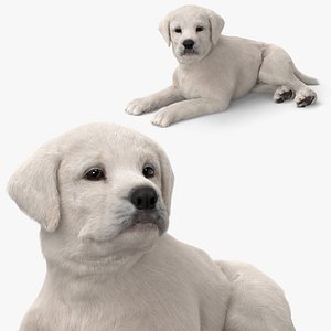 3D White Labrador Retriever Puppy Lying Down Fur for Cinema 4D