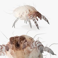 Arthropod Dust Mite White
