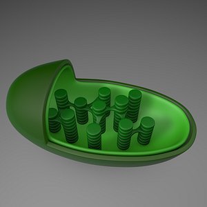 3D chloroplast