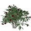 Collection de plantes de rosiers rouges