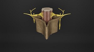 Human Anatomy-Nervous System-Spinal Nerves 3D model