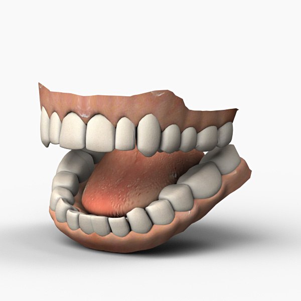 teeth anatomy max