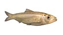 Alabama Shad