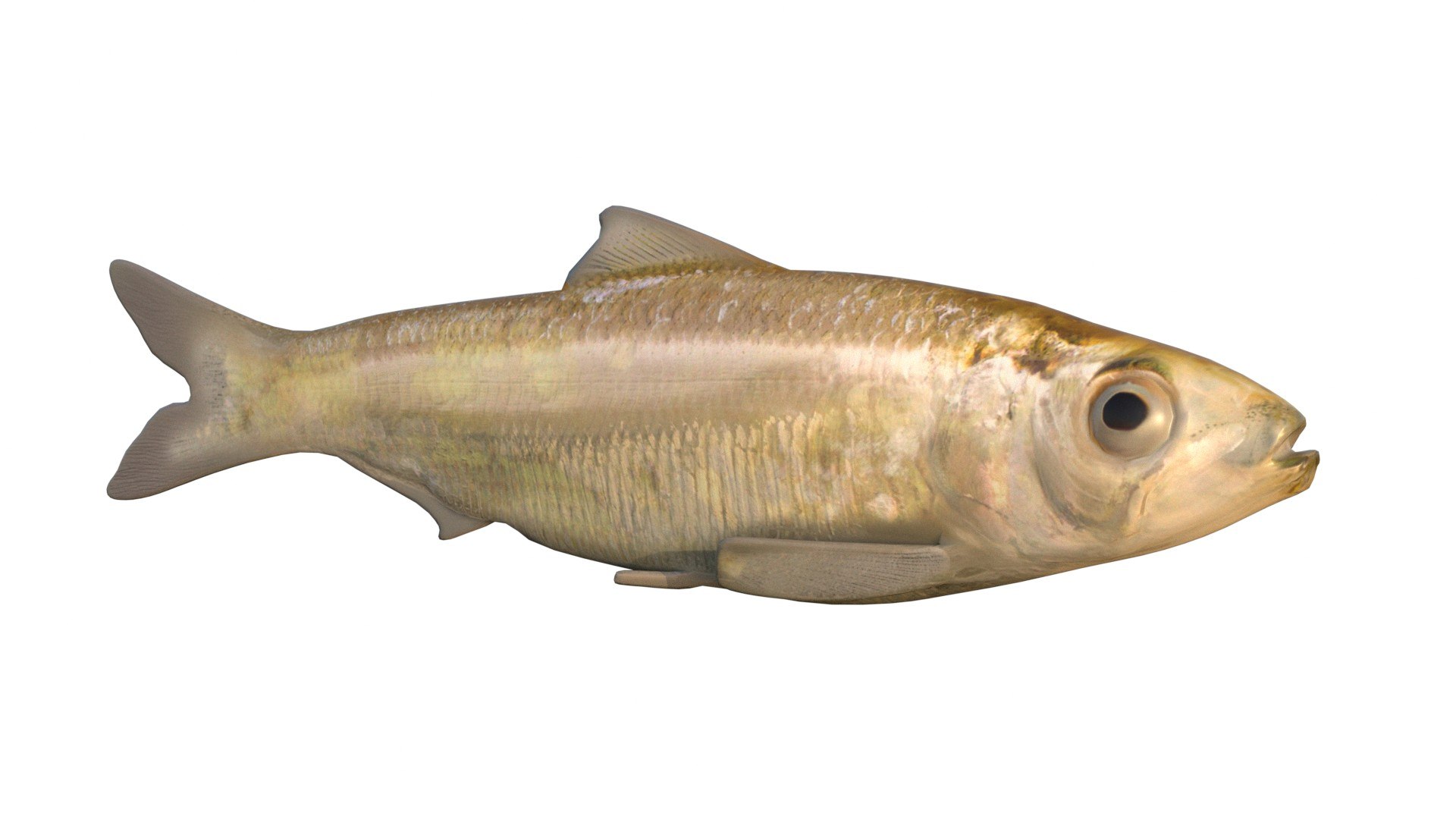 3D 50 Fish Sea Creature Collection v3 https://p.turbosquid.com/ts-thumb/8f/zWnFVX/SM/2/jpg/1788846917/1920x1080/fit_q87/dbfa454316d7badb9664bc760e758b79f201f77d/2.jpg