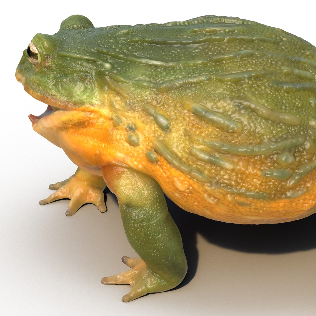 Matzuo Kroak Frog 2 Bull Frog