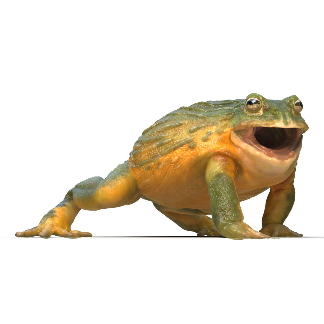 Matzuo Kroak Frog 2 Bull Frog