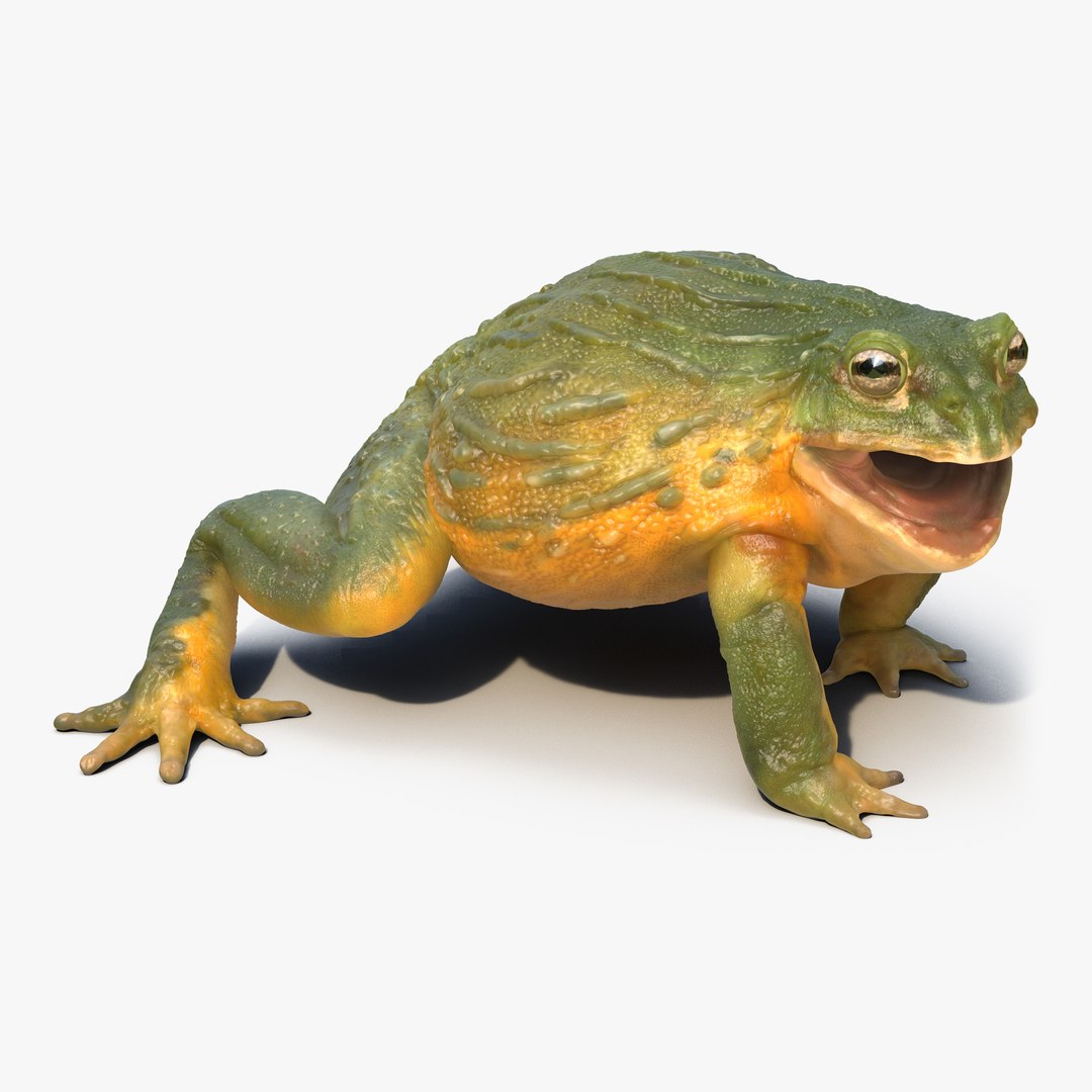 African Bullfrog Pose 2 3D model preview