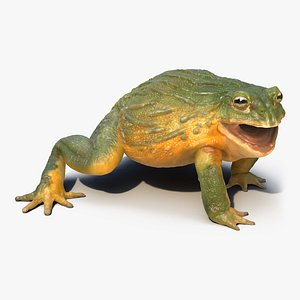 african bullfrog pose 2 3d model