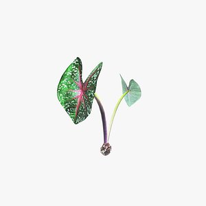 Ornamental Plant
