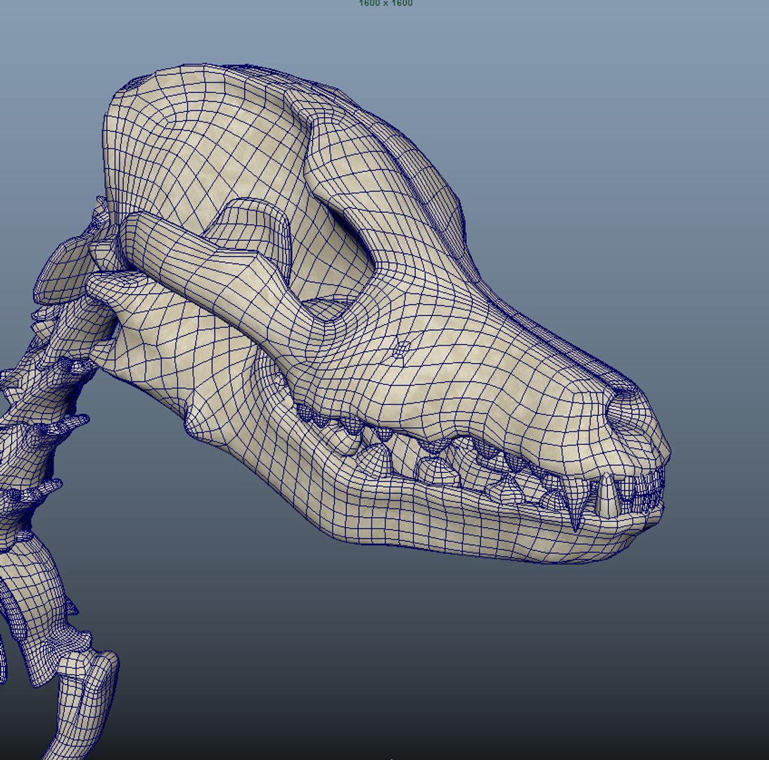 3D model dog skeleton https://p.turbosquid.com/ts-thumb/8g/N1YLmh/0fYHXZQm/unbenannt1_0001_ebene11/jpg/1573832552/1920x1080/fit_q87/1aca577f53922a27de29e42863b55d80efb25fb6/unbenannt1_0001_ebene11.jpg