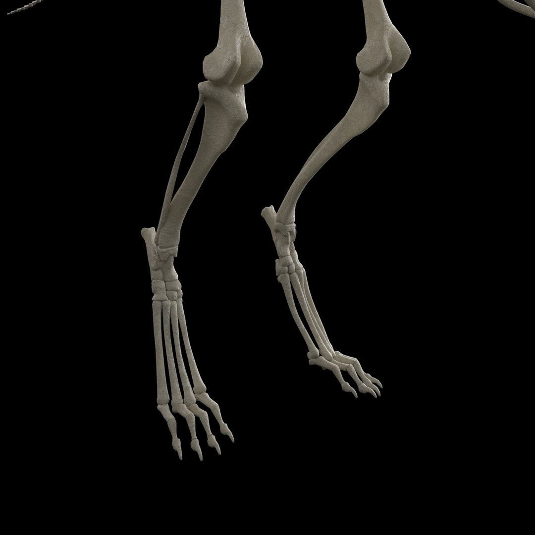 3D model dog skeleton https://p.turbosquid.com/ts-thumb/8g/N1YLmh/8i3uo7gc/render_3/jpg/1573832503/1920x1080/fit_q87/5c60728e6ed005abdc69f7336133b44842768767/render_3.jpg