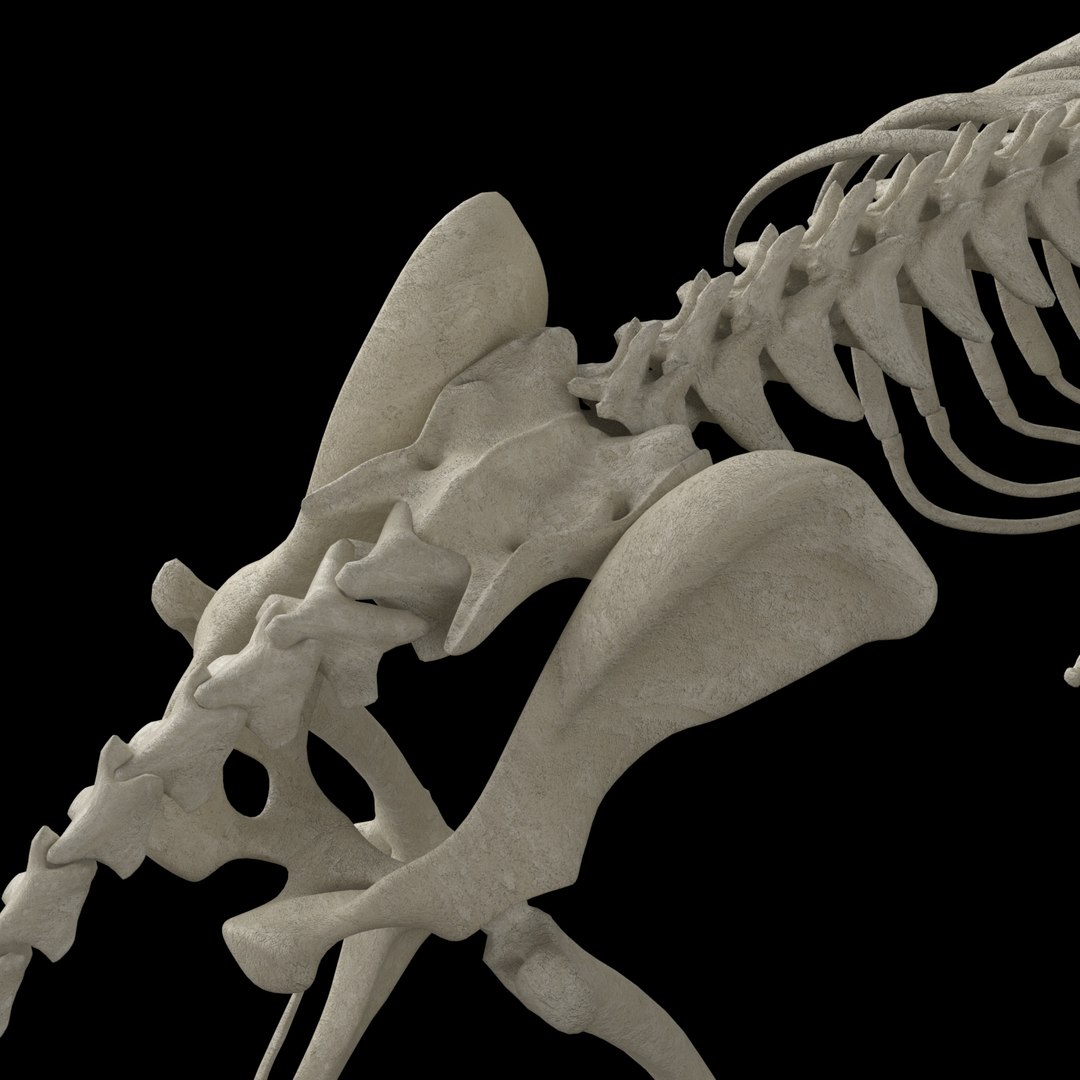 3D model dog skeleton https://p.turbosquid.com/ts-thumb/8g/N1YLmh/C3p2iEOE/render_6/jpg/1573832503/1920x1080/fit_q87/5bbdc210e084fa769d21ea13498a9c61202d8d41/render_6.jpg