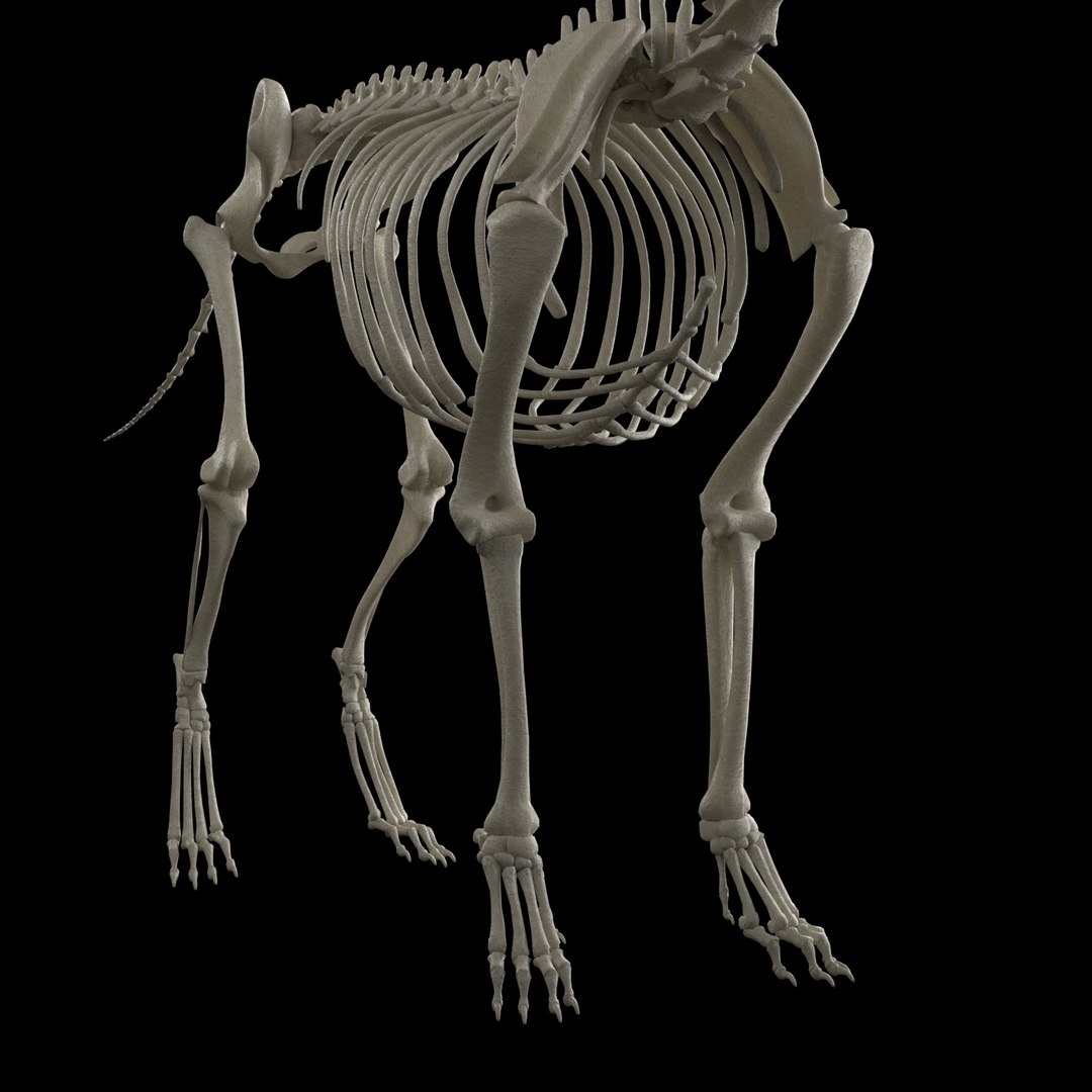 3D model dog skeleton https://p.turbosquid.com/ts-thumb/8g/N1YLmh/eQsDOiLv/render_7/jpg/1573832503/1920x1080/fit_q87/0e3efa1976ed77ec79387f024874155c82eb303c/render_7.jpg