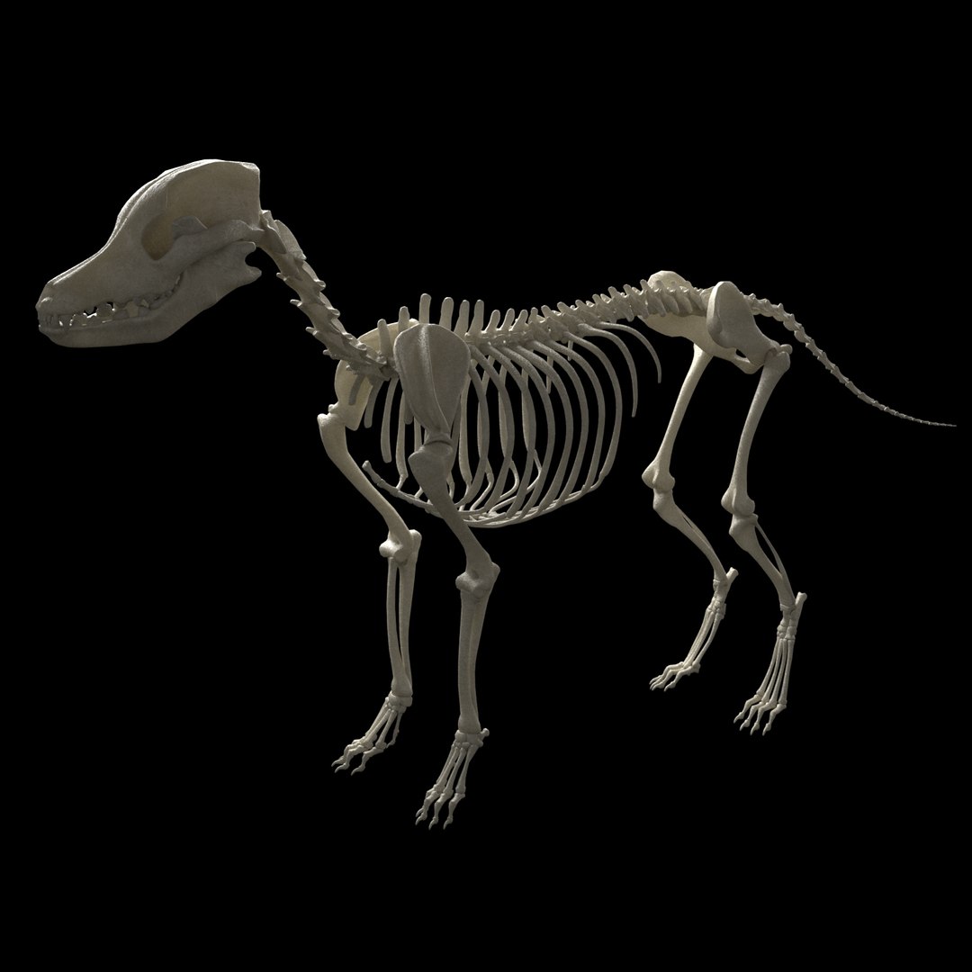 3D model dog skeleton https://p.turbosquid.com/ts-thumb/8g/N1YLmh/mdbMbD6a/render_2/jpg/1573832503/1920x1080/fit_q87/528fdc0af363f7f622dfe6b4a8c21fc3e8df2b8e/render_2.jpg
