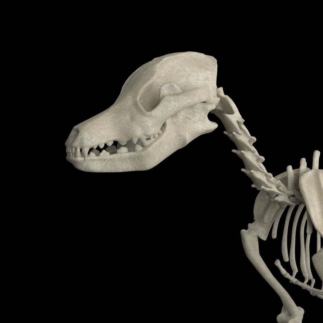 3D model dog skeleton https://p.turbosquid.com/ts-thumb/8g/N1YLmh/oEm8KtPs/render_5/jpg/1573832503/1920x1080/fit_q87/c3cea7d609d75fdbb8727853372dda38fec1cf43/render_5.jpg