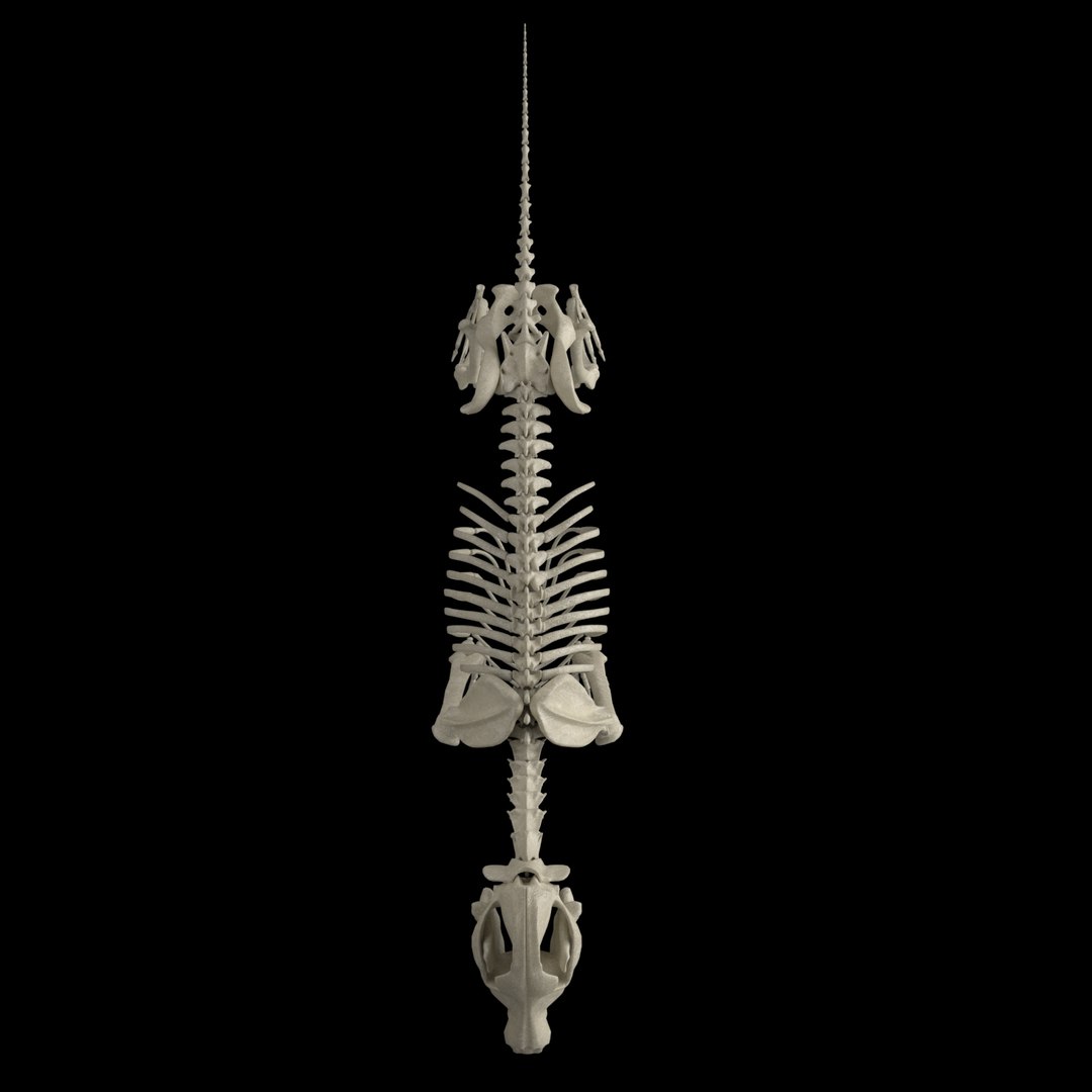 3D model dog skeleton https://p.turbosquid.com/ts-thumb/8g/N1YLmh/wOA4sm7n/render_4/jpg/1573832503/1920x1080/fit_q87/b4d9b0b71b51332d58f563ea72a9aaa79cd3916e/render_4.jpg