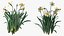 Narcissus Flowers Growing 3D model