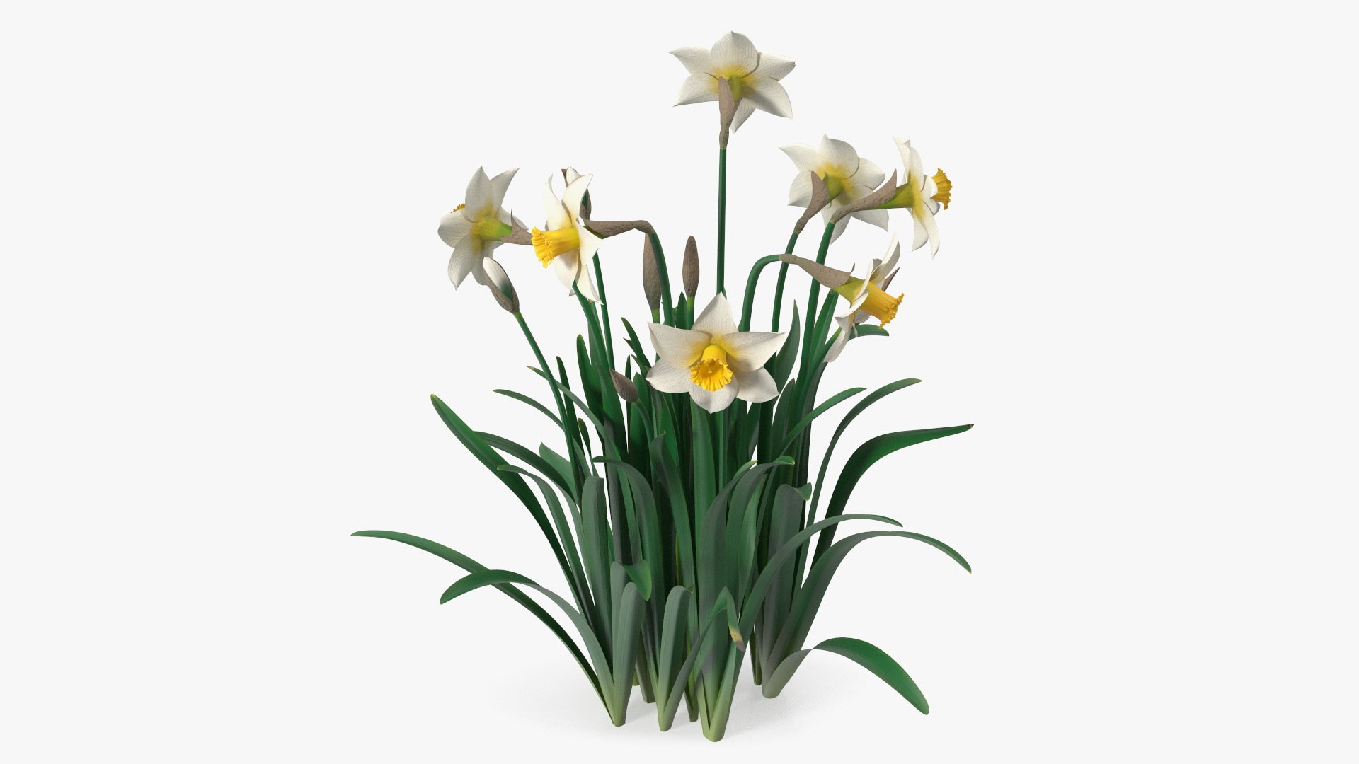 Narcissus Flowers Growing 3D model preview