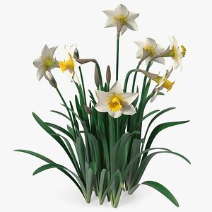 Narcissus Flowers Growing 3D model